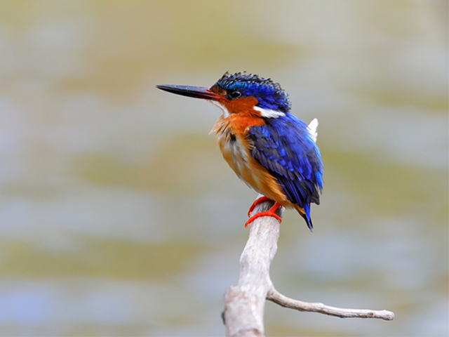Malagasy Kingfisher © Artushfoto Dreamstime.com